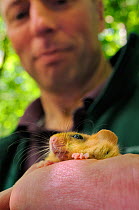 Ian White, Dormouse officer for the People's Trust for Endangered species holding a Hazel dormouse (Muscardinus avellanarius), Nottinghamshire, UK, June. Model released.