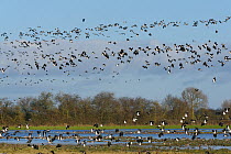 Dense flock of Lapwings (Vanellus vanellus) in flight over mixed flock of Wigeon (Anas penelope) and Northern pintail (Anas acuta) resting on flooded pastureland, Gloucestershire, UK, January.