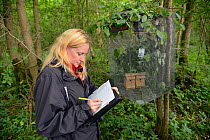 Lorna Griffiths of Nottinghamshire Wildlife Trust recording details of the Hazel dormice (Muscardinus avellanarius) that have been introduced to a 'soft release' cage in nest boxes within an ancient c...