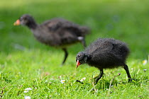 Two Moorhen chicks (Gallinula chloropus) foraging on a lawn, Gloucestershire, UK, May.