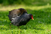 Moorhen (Gallinula chloropus) fluffing its feathers out while foraging on a lawn, Gloucestershire, UK, May.