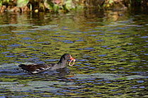 Moorhen (Gallinula chloropus) swimming with an Earthworm (Lubricus terrestris) in its beak to feed its chicks with, Cornwall, UK, May.
