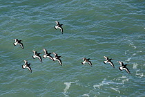 Oystercatcher flock (Haematopus ostralegus) in flight low over the sea on the way to a high tide roost, Cornwall, UK, April.