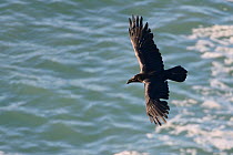 Raven (Corvus corax) in flight over the sea, Cornwall, UK, April.