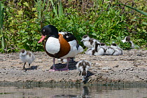 Two Shelduck ducklings (Tadorna tadorna) approaching the shore of a lake to drink as their mother watches, and their siblings rest in a huddle, Gloucestershire, UK, May.