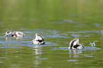 Three Shelduck ducklings (Tadorna tadorna) dabbling on a lake, Gloucestershire, UK, May.