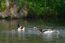 Shelduck pair (Tadorna tadorna) swimming with their brood of dabbling ducklings on a lake, Gloucestershire, UK, May.