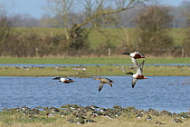 Three drake Northern shovelers (Anas clypeata) and a duck in a courtship flight over flooded pastureland with resting Lapwings (Vanellus vanellus) and Wigeon (Anas penelope), Gloucestershire, UK, Febr...