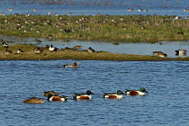 Group of Northern shoveler (Anas clypeata) swimming on flooded pasture land with Wigeon (Anser penelope) and Lapwings (Vanellus vanellus) in the background, Gloucestershire, UK, January.
