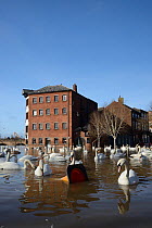 Mute swans (Cygnus olor) swimming near flooded Old Cornmill in Worcester after the city centre was inundated by the River Severn bursting its banks, Gloucestershire, February 2014.