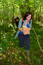 Volunteer carrying a nest box with a pair of Hazel dormice (Muscardinus avellanarius) and an empty box into coppiced ancient woodland to place them both inside a 'soft release' cage attached to a tree...