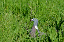 Wood pigeon (Columba palumbus) collecting a twig for its nest, Gloucestershire, UK, May.