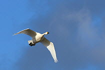 Bewick's swan (Cygnus bewickii) in flight, Gloucestershire, UK, February.