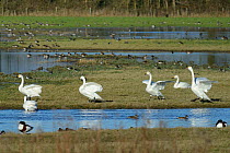 Bewick's swans (Cygnus bewickii) displaying and calling on flooded pastureland, Gloucestershire, UK, January.
