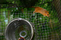 Hazel dormouse (Muscardinus avellanarius) exploring 'soft release' cage at dusk close to a feeding tube supplied with fresh fruit and seeds, Nottinghamshire, UK, June.