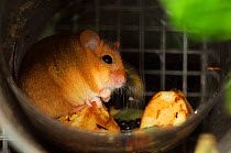 Hazel dormouse (Muscardinus avellanarius) foraging in a feeding tube supplied with fresh fruit and seeds within a 'soft release' cage. Nottinghamshire, UK, June.