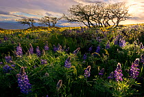 Wind blown Lupins (Lupinus sp), wildflowers and Scrub oak trees (Quercus sp) at dusk, Columbia River Gorge, Columbia Hills State Park, Washington, USA, April 2014.