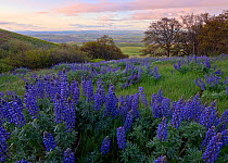 Field of Lupin (Lupinus sp) flowers in spring, overlooking the Columbia River Gorge, Columbia Hills State Park, Washington, USA, April 2014.