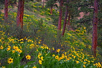Arrowleaf balsamroot (Balsamorhiza sagittata) flowers in bloom on slope with Ponderosa pines (Pinus ponderosa) Eastern Washington, USA, May 2014.