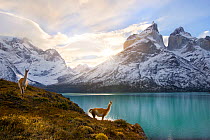 Two Guanacos (Lama guanicoe) at edge of lake with Cuernos del Paine beyond. Torres del Paine National Park, Chile, June 2014.