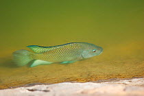 Tilapia fish (Oreochromis) in lake, Green Mubazzarah Park, Jebel Hafeet, Al Ain, UAE, September 2009.