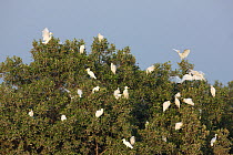 Cattle egrets (Bubulcus ibis) in tree, Mangroves near Abu Dhabi City, UAE.