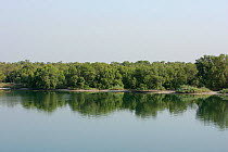 Mangrove with trees reflected in water, Abu Dhabi City, UAE.
