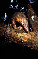 Chinese pangolin (Manis pentadactyla) in a tree at dusk, Komodo National Park, Indonesia.