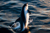 Commersons dolphin (Cephalorhynchus commersonii) leaping in Southern Ocean, East Falklands. March.