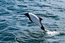Commerson's dolphin (Cephalorhynchus commersonii) jumping off the North coast of Saunders Island, West Falklands, Southern Ocean. March
