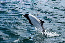 Commerson's dolphin (Cephalorhynchus commersonii) jumping off the North coast of Saunders Island, West Falklands, Southern Ocean. March 2014.