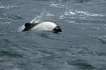 Commerson's dolphin (Cephalorhynchus commersonii) breaching off the North coast of Saunders Island, West Falklands, Southern Ocean. March 2014.