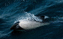 Commerson's dolphin (Cephalorhynchus commersonii) breaching off the North coast of Saunders Island, West Falklands, Southern Ocean. March 2014.