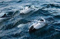 Pod of Commerson's dolphin (Cephalorhynchus commersonii) breaching off the North coast of Saunders Island, West Falklands, Southern Ocean. March