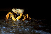 Land Crab (Johngarthia lagostoma) female spawning on surf line at night, North East Bay, Ascension Island. March.