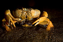 Land Crab (Johngarthia lagostoma) female spawning on surf line at night, North East Bay, Ascension Island. March.