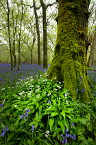 English common bluebell (Hyacinthoides non-scripta) and wild garlic (Allium ursinum), Dorset, England. April 2014.