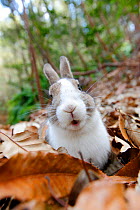 Portrait of rabbit in leave litter, Okunoshima 'Rabbit Island', Takehara, Hiroshima, Japan.