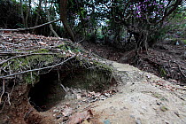 Rabbit burrow, Okunoshima 'Rabbit Island', Takehara, Hiroshima, Japan.