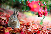 Rabbit sitting alert under flower, Okunoshima 'Rabbit Island', Takehara, Hiroshima, Japan, January 2010