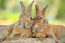 Rabbits resting with alert ears, Okunoshima 'Rabbit Island', Takehara, Hiroshima, Japan.