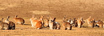 Group of alert adult rabbits, Okunoshima ' Rabbit island', Takehara, Hiroshima, Japan.