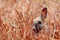 Young rabbit hiding in grass, Okunoshima 'Rabbit island', Takehara, Hiroshima, Japan.