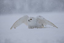 Snowy Owl  (Bubo scandiaca) starting to fly,  February, captive