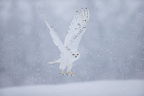 Snowy Owl  (Bubo scandiaca) flying,  captive, February.