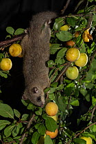 Edible dormouse (Glis glis) reaching down a branch to feed on mirabelle plums (Prunus domestica), Lower Saxony, Germany, captive, July.
