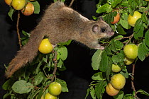 Edible dormouse (Glis glis) climbing beteen branches, feeding on mirabelle plums (Prunus domestica), Lower Saxony, Germany, captive, July.