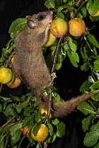 Edible dormouse (Glis glis) moving between branches, feeding on mirabelle plums (Prunus domestica), Lower Saxony, Germany, captive, July.