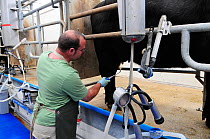 Waterbuffalo (Bubalus bubalis) in the milking parlour, Laverstoke Park Farm, Hampshire, UK, September 2010.