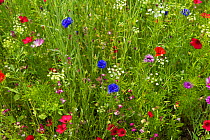 Wildflowers with Cornflowers (Centaurea cyanus), Poppies (Papaver rhoeas) and many other species, UK, July.